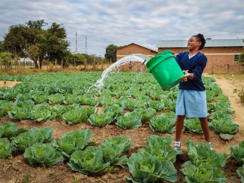 Girl throwing water over a cabbage patch